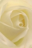 This image draws you into the intimate embrace of a cream-white rose, its petals unfurling in tranquil spirals that mirror the gentle rhythms of Dollis Hill's community. The texture is almost ethereal, inviting you to imagine the delicate brush of petal against fingertip-soft, cool, and as fleeting as morning mist. Soft ivory tones dominate, with outermost petals veiled in a translucent glow, their edges illuminated by the diffused North London light that hints at a new beginning. Subtle shadows collect in the petal folds, creating quiet drama and a hypnotic sense of depth. The mood here is peaceful and contemplative-the sort that accompanies thoughtful gestures and moments of reflection, whether offering sympathy after a loss or celebrating new chapters with neighbours near Gladstone Park. The rose's understated fragrance, a whisper of sweetness, lingers in the air-never overpowering, always comforting. There is artistry in every curve, a testament to the careful work and tradition behind each arrangement at Dollis Hill Florist, ensuring that this timeless bloom embodies reverence, hope, and grace for every heartfelt occasion.